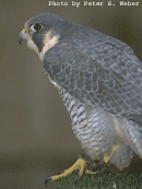 Peregrine Falcon, 27K