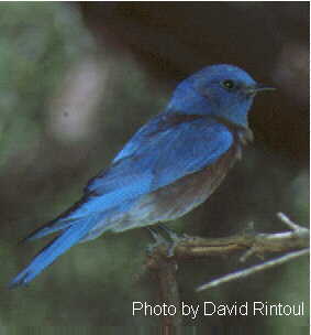 Western Bluebird, from USGS site