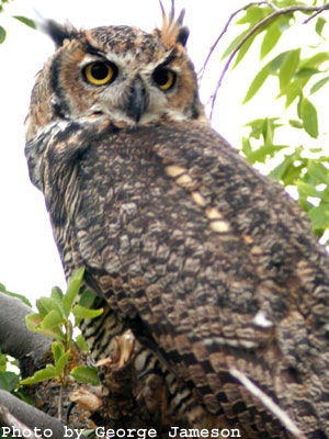 Pictures Of Great Horned Owl - Free Great Horned Owl pictures 