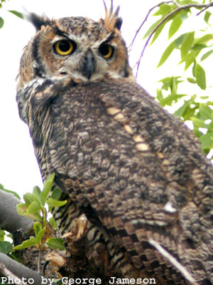 Great Horned Owl Pictures - Images - Photos 