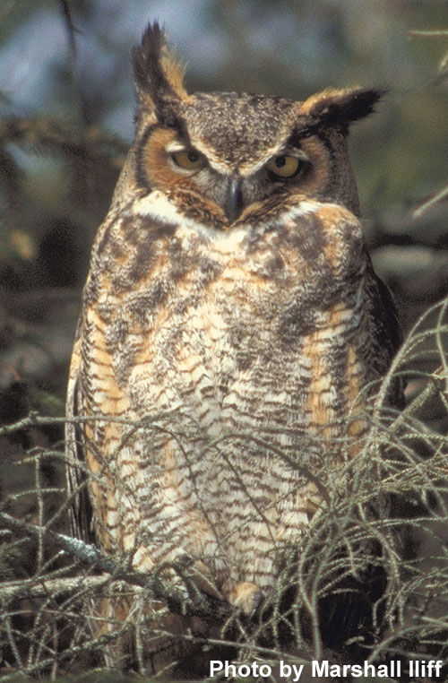 Great Horned Owl Pictures - Images - Photos 