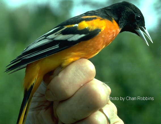 Pictures Of Baltimore Oriole - Free Baltimore Oriole pictures 