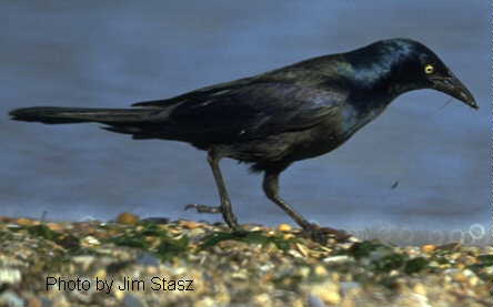 common grackle photo. Common Grackle