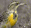 guild logo