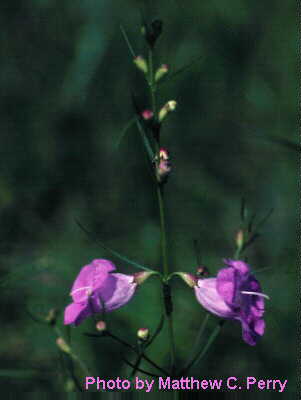 plant image