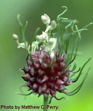 plant image