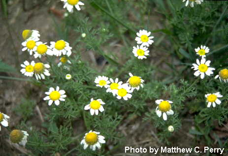 plant image
