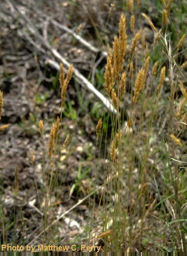 plant image