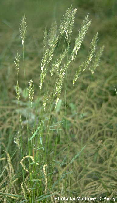 plant image