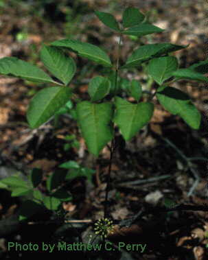 plant image