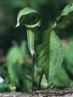 plant image