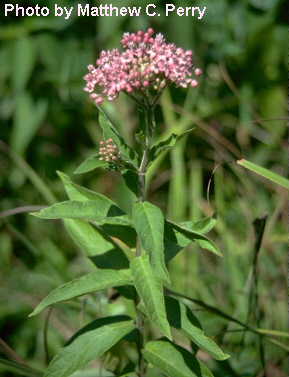 plant image