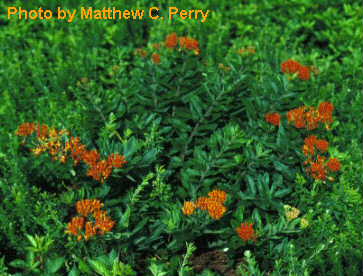 plant image