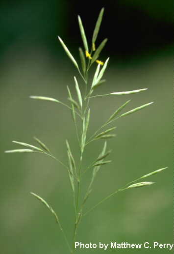 plant image