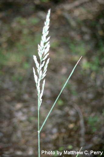 plant image