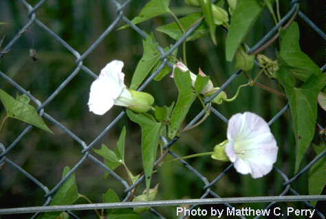 plant image