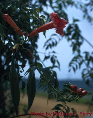 plant image