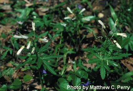 plant image