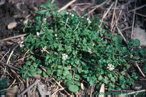 plant image