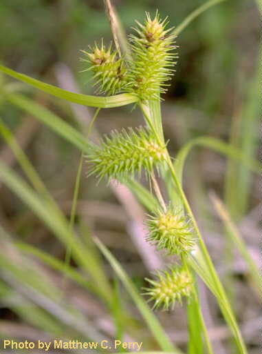 plant image