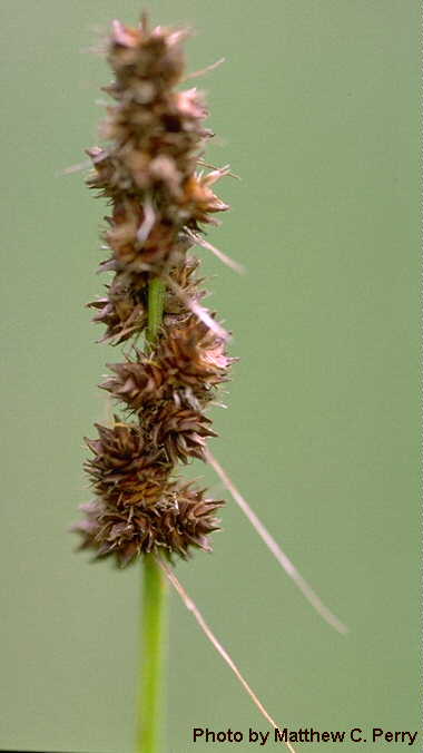 plant image