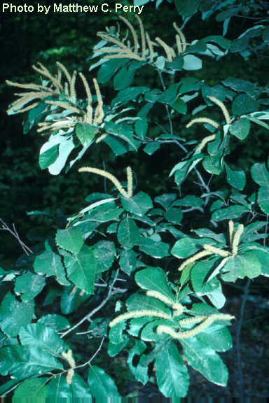 plant image