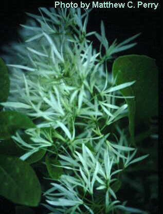 plant image