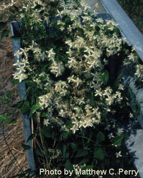 plant image