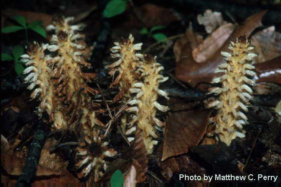 plant image