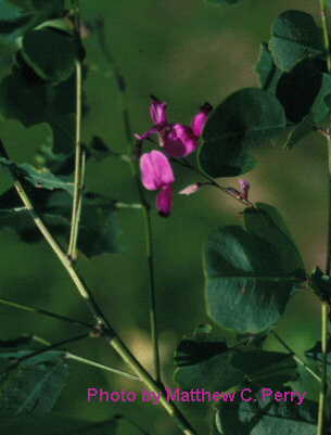 plant image