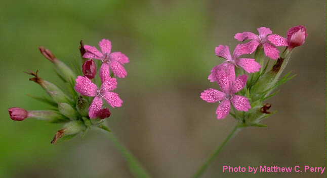 plant image