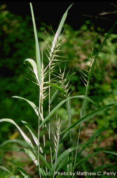 plant image