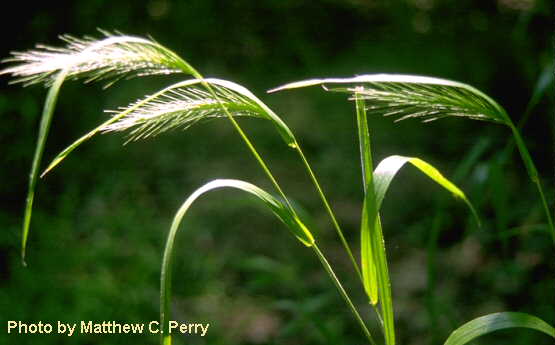 plant image
