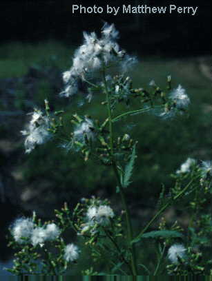 plant image