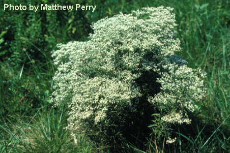 plant image
