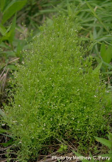 plant image