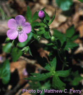 plant image