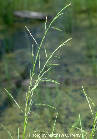 plant image