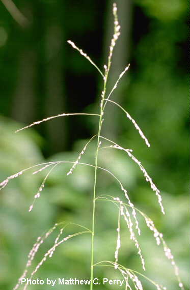 plant image