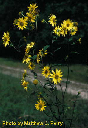 plant image