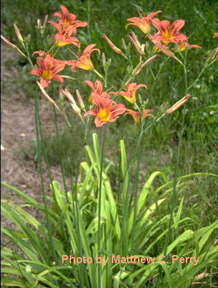 plant image