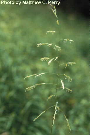 plant image