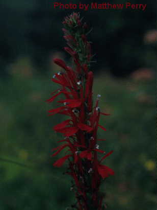 plant image