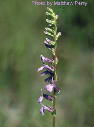 plant image