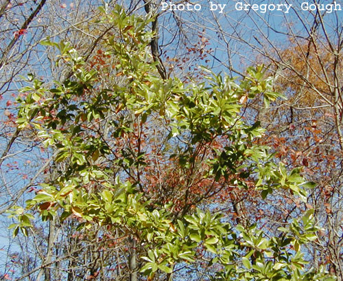 plant image
