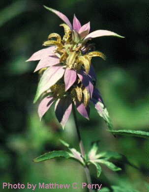 plant image