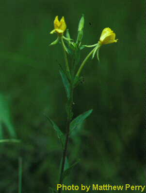 plant image