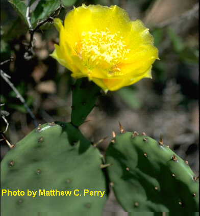 plant image