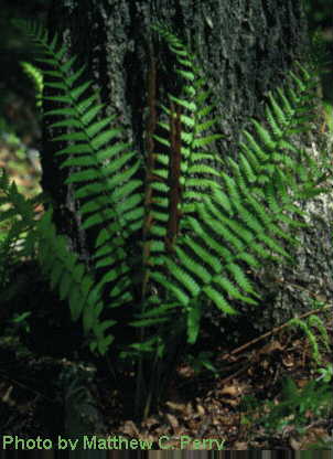 plant image