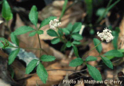 plant image